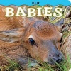 Elk Babies! (Board book) - Steph Lehmann Photo