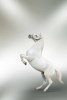 Rearing White Horse on a Silver Background - Blank 150 Page Lined Journal for Your Thoughts, Ideas, and Inspiration (Paperback) - Unique Journal Photo