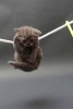 British Shorthair Kitten on a Clothesline - A Cat Journal: 150 Page Lined Notebook/Diary (Paperback) - Cool Image Photo