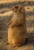 Prairie Dog Animal Journal - 150 Page Lined Notebook/Diary (Paperback) - Cs Creations Photo