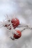 Frost on Red Rose Hip Plants Winter Journal - 150 Page Lined Notebook/Diary (Paperback) - Cs Creations Photo