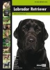 Labrador Retriever (Paperback) -  Photo