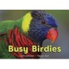 Busy Birdies (Board book) - John Schindel Photo