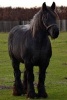 Sturdy Draft Horse in the Pasture Journal - 150 Page Lined Notebook/Diary (Paperback) - Cs Creations Photo