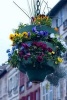 Beautiful Floral Arrangement on the Street in Bayonne France Journal - 150 Page Lined Notebook/Diary (Paperback) - Cs Creations Photo