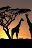 Silhouettes of Two Giraffe's in Kenya - Blank 150 Page Lined Journal for Your Thoughts, Ideas, and Inspiration (Paperback) - Unique Journal Photo