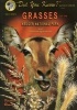 Grasses of the Kruger National Park and Surrounding Bushveld (Paperback) - Veronica Roodt Photo