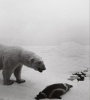 Dioramas (Hardcover) - Hiroshi Sugimoto Photo