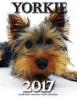 Yorkie 2017 Yorkshire Terrier Wall Calendar (UK Edition) (Paperback) - Lotus Art Photo