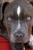 The Beautiful Eyes of a Loving Pitbull Dog - Blank 150 Page Lined Journal for Your Thoughts, Ideas, and Inspiration (Paperback) - Unique Journal Photo