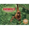 Animals Lift The Flap Book (Hardcover) - Garry Fleming Photo