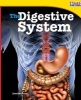 The Digestive System (Paperback) - Jennifer Prior Photo