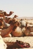 Camel Rest Stop in the Desert - Blank 150 Page Lined Journal for Your Thoughts, Ideas, and Inspiration (Paperback) - Unique Journal Photo