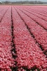 A Pink Tulip Farm in Holland - Blank 150 Page Lined Journal for Your Thoughts, Ideas, and Inspiration (Paperback) - Unique Journal Photo