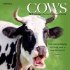 Cows 2017 Wall Calendar (Calendar) - Brush Dance Photo