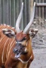 East African Bongo Antelope Journal - 150 Page Lined Notebook/Diary (Paperback) - Cs Creations Photo