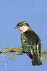 Diederik Cuckoo Bird Journal - 150 Page Lined Notebook/Diary (Paperback) - Cool Image Photo