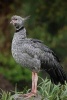 Southern Screamer (Chauna Torquata) Bird Journal - 150 Page Lined Notebook/Diary (Paperback) - Cool Image Photo