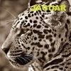 Jaguar Calendar 2017 - 16 Month Calendar (Paperback) - David Mann Photo