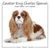 Cavalier King Charles Studio Calendar 2017 (Vinyl record) - Avonside Publishing Ltd Photo