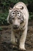 White Tiger Journal - 150 Page Lined Notebook/Diary (Paperback) - Cool Image Photo