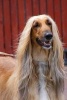 Afghan Hound Portrait Dog Journal - 150 Page Lined Notebook/Diary (Paperback) - Cs Creations Photo