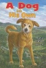 A Dog on His Own (Hardcover) - Mary Jane Auch Photo