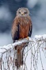 Red Kite on a Snowy Branch Bird Journal - 150 Page Lined Notebook/Diary (Paperback) - Cool Image Photo