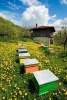 Old Wooden House and Apiary Journal - 150 Page Lined Notebook/Diary (Paperback) - Cool Image Photo