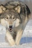 Say Hello to the Timber Wolf Journal - 150 Page Lined Notebook/Diary (Paperback) - Cool Image Photo