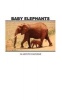 Baby Elephants Pocket Monthly Planner 2017 - 16 Month Calendar (Paperback) - David Mann Photo