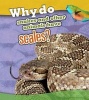 Why Do Snakes and Other Animals Have Scales? (Paperback) - Clare Lewis Photo