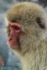 Portrait of a Japanese Macaque Monkey Journal - 150 Page Lined Notebook/Diary (Paperback) - Cs Creations Photo