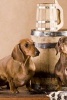 A Pair of Dachsund's Guarding the Beer, for the Love of Dogs - Blank 150 Page Lined Journal for Your Thoughts, Ideas, and Inspiration (Paperback) - Unique Journal Photo