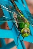 Closeup of a Green Dragonfly, Beautiful Nature - Blank 150 Page Lined Journal for Your Thoughts, Ideas, and Inspiration (Paperback) - Unique Journal Photo