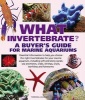 What Invertebrate? (Paperback) - Tristan Lougher Photo