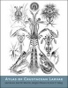 Atlas of Crustacean Larvae (Hardcover) - Joel W Martin Photo