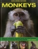 Monkeys (Hardcover) - Tom Jackson Photo