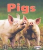 Pigs (Paperback) - Robin Nelson Photo