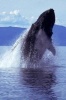 Humpback Whale Breaching Journal - 150 Page Lined Notebook/Diary (Paperback) - Cool Image Photo