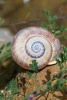 Spiral Snail Shell Journal - 150 Page Lined Notebook/Diary (Paperback) - Cs Creations Photo