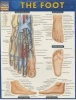 The Foot (Poster) - BarCharts Inc Photo