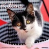 2017 Just Kittens Wall Calendar (Calendar) - Willow Creek Press Photo