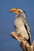 Yellow-Billed Hornbill Bird Journal - 150 Page Lined Notebook/Diary (Paperback) - Cs Creations Photo