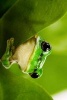 Green Tree Frog Peaking Out Between Leaves - Blank 150 Page Lined Journal for Your Thoughts, Ideas, and Inspiration (Paperback) - Unique Journal Photo