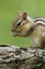 Cute Eastern Chipmunk Tamias Striatus Animal Journal - 150 Page Lined Notebook/Diary (Paperback) - Cs Creations Photo