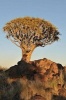 Sunrise at the Quiver Tree Forest Keetmanshoop Namibia Africa Journal - 150 Page Lined Notebook/Diary (Paperback) - Cs Creations Photo