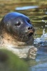 Baltic Ringed Seal Journal - 150 Page Lined Notebook/Diary (Paperback) - Cool Image Photo