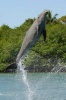 Bottlenose Dolphin Jumping Journal - 150 Page Lined Notebook/Diary (Paperback) - Cool Image Photo