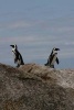 Two Penguins on a Rock Journal - 150 Page Lined Notebook/Diary (Paperback) - Cs Creations Photo